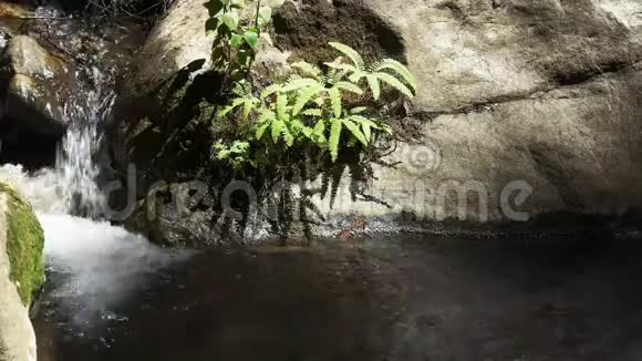 山涧流在滨海大苏尔的红杉树之间视频的预览图