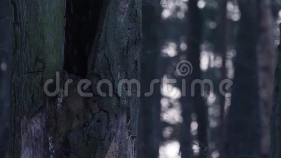 秋天猫头鹰坐在树洞里飞走了视频的预览图