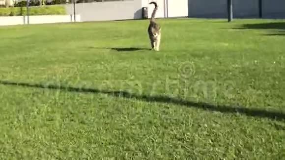 草地背景下的斑猫视频的预览图