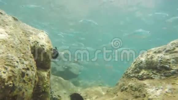 在霍诺鲁瓦湾一条濑鱼和银鱼视频的预览图