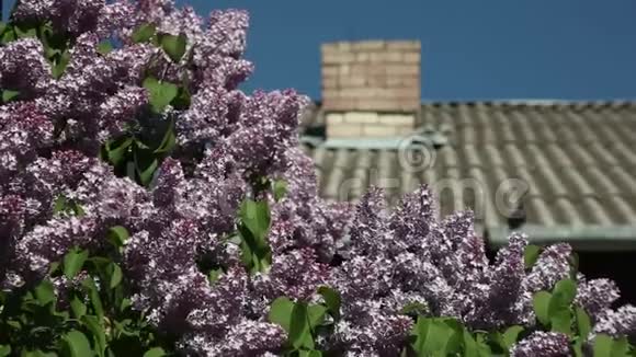 在阳光明媚的日子里带管子的瓷砖屋顶上盛开着丁香花视频的预览图