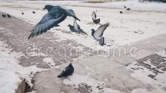 一只鸽子走来走去一个人在旁边跑鸽子飞走了视频的预览图