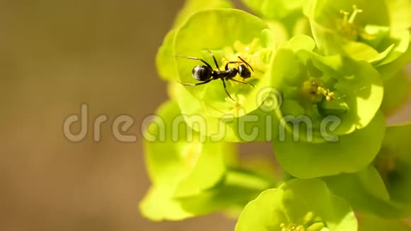 春天花中的木蚁视频的预览图