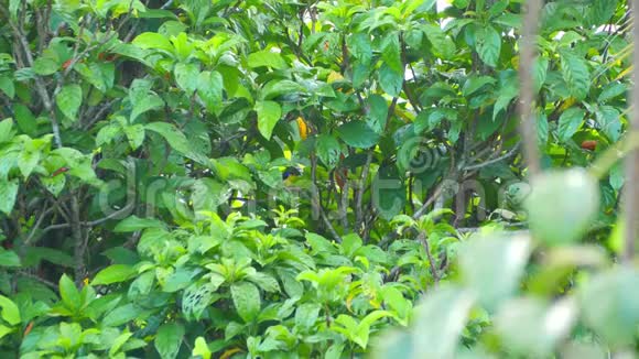 褐色的太阳鸟栖息在树枝上视频的预览图