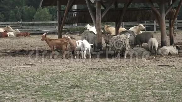 一群农场动物视频的预览图