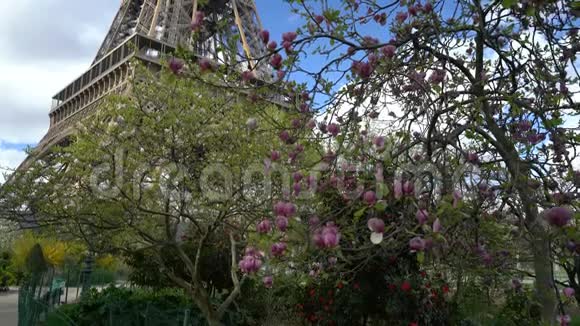 盛开的粉红玉兰和埃菲尔铁塔视频的预览图