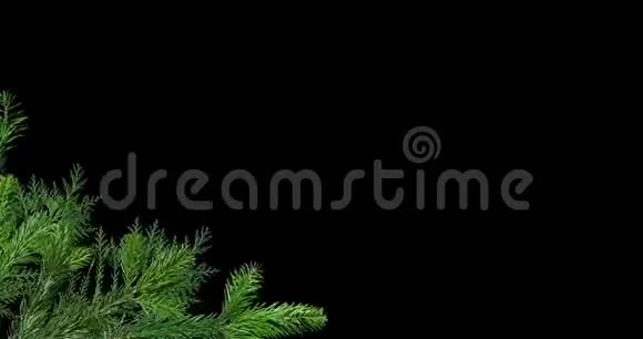 绿枝松树隔离在黑色和红色背景屏幕上视频的预览图