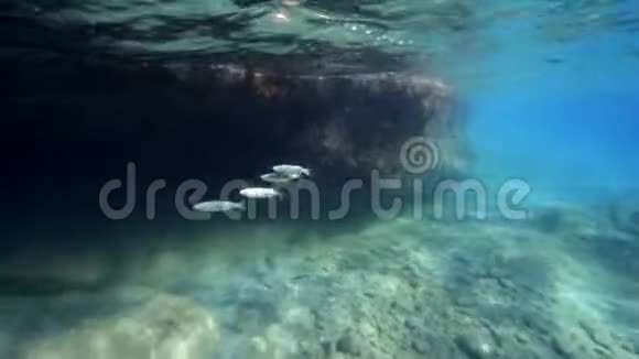 在水下美丽的海底景色视频的预览图