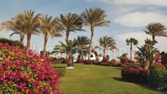 棕榈树在背景蓝天夏季热带地区视频的预览图