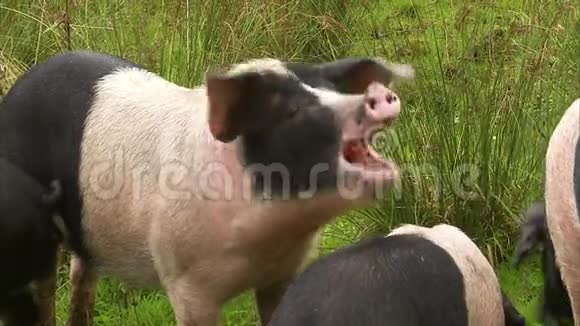 吃苹果的斑点猪视频的预览图