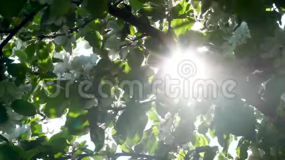 透过盛开的苹果树叶子太阳闪闪发光视频的预览图