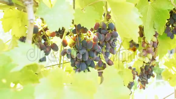 一串串成熟的黑葡萄视频的预览图