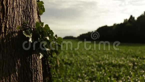 背景为葡萄园的一棵树上常春藤叶子的近景在法国的某个地方视频的预览图