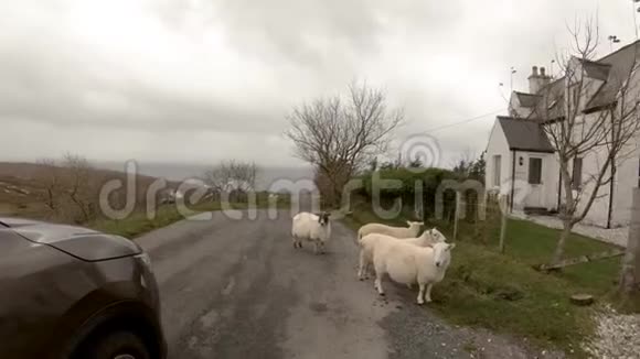 苏格兰羊在斯凯岛上的单行道旁视频的预览图