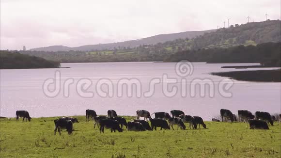 奶牛在绿色的田野上吃视频的预览图