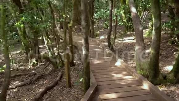 沃登路径在热带雨林景观的阿纳加山特内里费加那利群岛西班牙视频的预览图