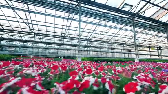 红色和粉红色的花生长在一个大温室里视频的预览图