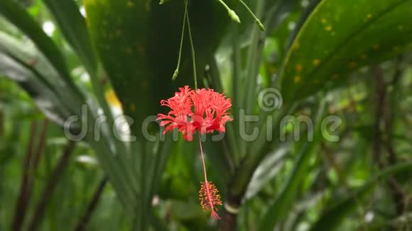 靠近毛伊岛上一朵红色的珊瑚芙蓉花视频的预览图