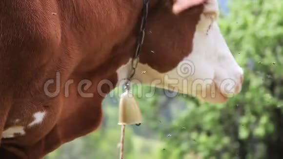 有铃铛的牛牛脖子上的铃铛视频的预览图