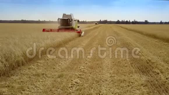 收割者在蓝天下的田野上采集大量的黑麦作物视频的预览图