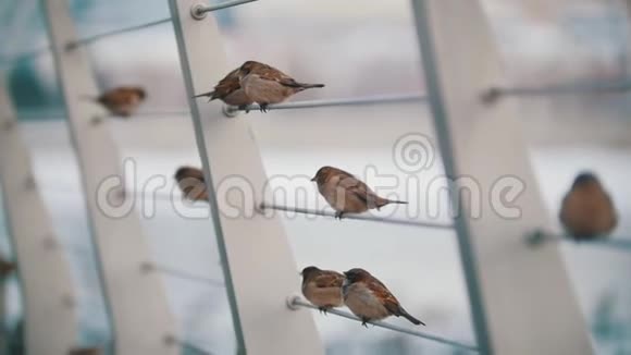 一群可爱的小麻雀坐在伸展的绳子上慢动作视频的预览图