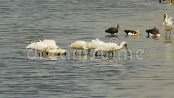 玛丽河国家公园鸟比拉邦皇家勺子视频的预览图