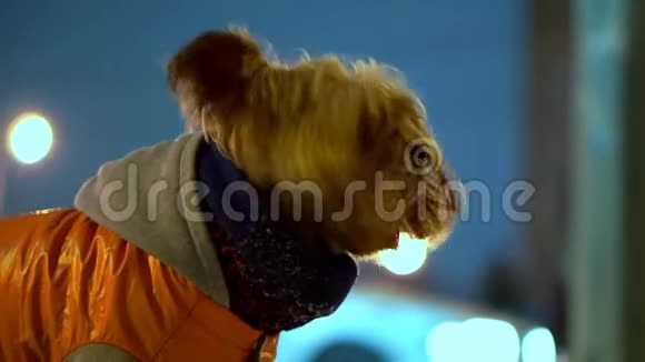 约克郡猎犬穿着橙色羽绒服晚上站在雪城的街道上她迷路了找不到视频的预览图