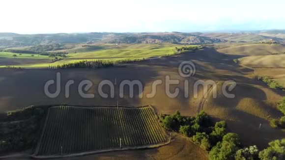空中镜头意大利托斯卡纳日落时美丽的葡萄园视频的预览图
