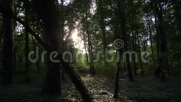 绿暗的常春藤森林与阳光视频的预览图