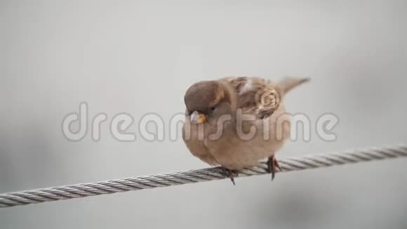 一只可爱的小麻雀坐在伸展的绳子上可爱的鸟视频的预览图
