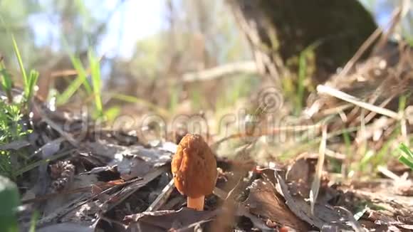 春天的蘑菇在阳光的照射下更加明亮视频的预览图