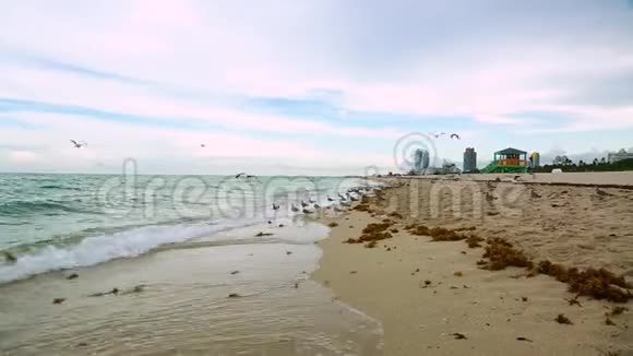 令人惊叹的美丽大西洋地平线和蓝天迈阿密南海滩的海鸥视频的预览图