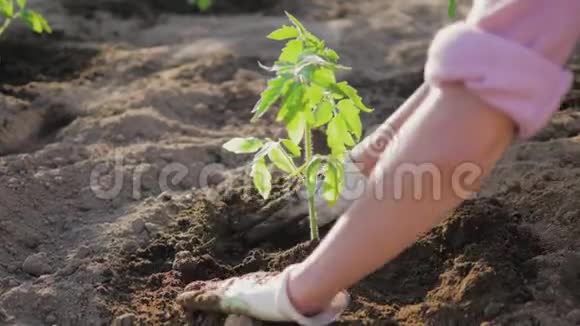 农民用手在番茄苗边锄土视频的预览图