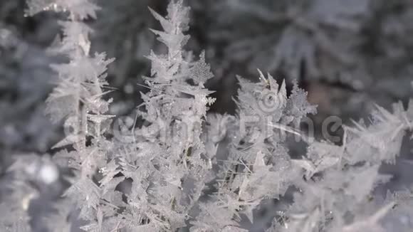 云杉针被冬林中的霜冻覆盖冰晶在阳光下闪闪发光特写视频的预览图