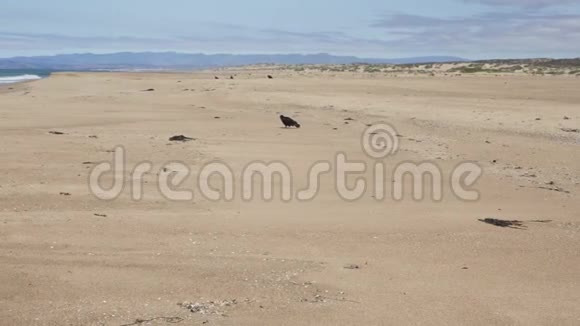 土耳其秃鹫在海滩上以海獭为食视频的预览图