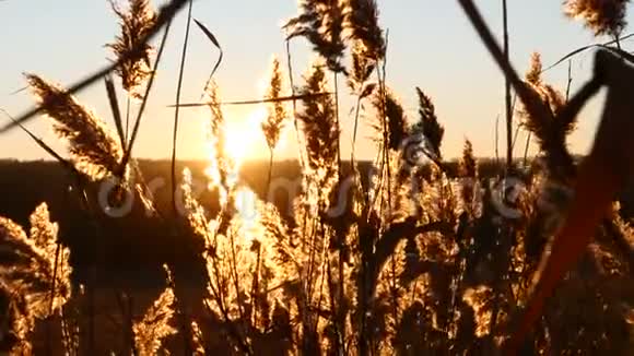 自然之美秋天的日落在美丽的夕阳下长满了黄色的草植物在风中移动4k视频的预览图