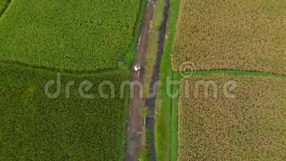 空中拍摄的一个农民与一个靠山正在沿着一条小路在一个大稻田中间水稻作物概念视频的预览图