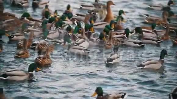 一群鸭子在湖里游泳关门视频的预览图