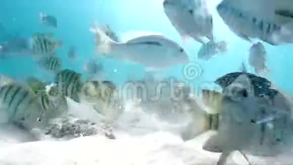 水下条纹鱼视频的预览图