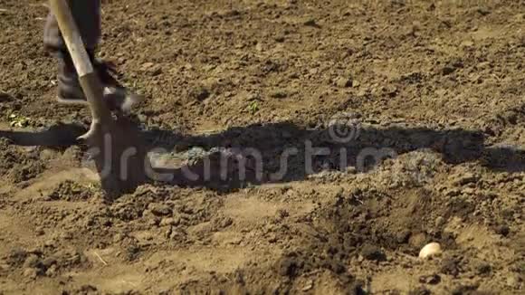 低镜头男农民挖土坑孩子把土豆放进去视频的预览图
