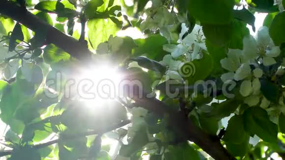 阳光闪烁闪耀着盛开的苹果树叶子视频的预览图