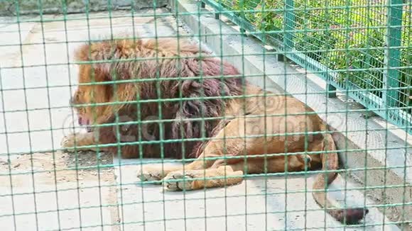 野生大狮子在大型动物园笼子里休息视频的预览图