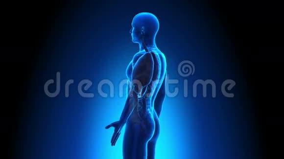 男性解剖人体所有器官扫描视频的预览图