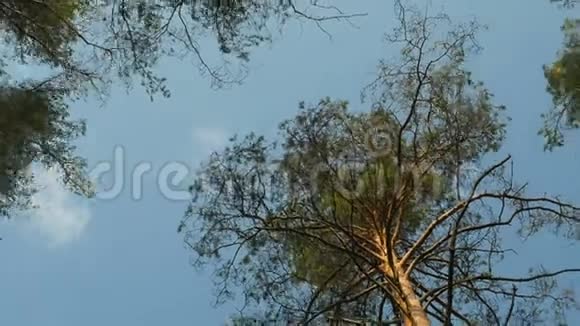 头顶上的松树放大视频的预览图