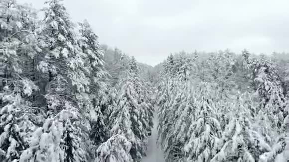 空中照相机飞过了雪前景色中的萨姆南松林有点高冬季寒冷气温视频的预览图