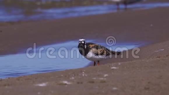 夏天的羽毛中站在沙滩上的鸟RuddyTurnstoneArenaria插上视频的预览图