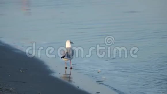 滑膛的海鸥在海边漫步视频的预览图