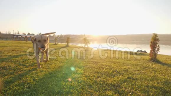 一只可爱的狗在阳光明媚的日子把一个球带到摄像机前视频的预览图