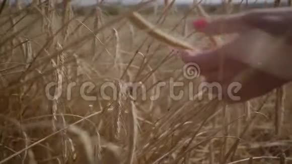 无忧无虑的女人的特写手触着黄麦穗站在田野上特写与自然的联系视频的预览图