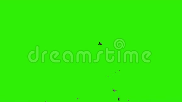鸽子在绿色屏幕上飞行彩色钥匙股票录像视频的预览图